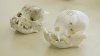 Skull of an English Bulldog past and now.jpg