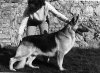 CRUFTS BIS '71 UK.CH Ramacon Swashbuckler.jpg