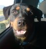 rottie agia para..jpg