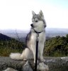 alaskan-klee-kai-&.jpg