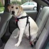 yellow-lab-in-car-with-dog-seat-belt.jpg