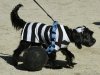 prisoner-dog_1746191i.jpg