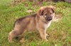 cute-german-shepherd-puppy-breed.jpg