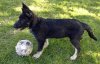 enzo-the-german-shepherd-1_75780_2014-11-29_w450.jpg