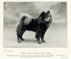 Chow-Chow-1901.jpg