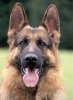 german_shepherd_dog_1.jpg