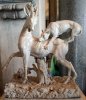 Roman_sculpture_of_a_hunting_dog_with_deer.jpg