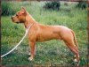 american-pitbull-terrier-pictures.jpg