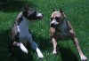 pit_bull_v__amstaff_by_skyestaff.jpg