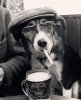 funny-cool-dog-drinking-beer.jpg