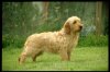 griffon-griffon-fauve-de-bretagne-dog-on-the-grass-breed.jpg