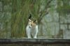 DSC_0194.gata.jpg