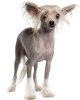 sw-hairless-dog-240x300.jpg