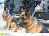 police-dog-german-shepherd-officers-dogs-duty-63348542.jpg