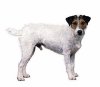 jack_russell_ter&#11.jpg