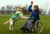 An-Assistance-dog.jpg