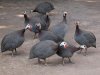 guinea-fowl-500x500.jpg