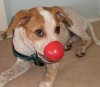 Ruby the Red Nose Dog.jpg