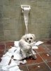 puppy-toilet-tra&#1.jpg