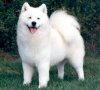 samoyed..jpg