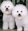 Bichon Frise..jpg