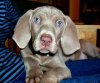 weimaraner-pics-3.jpg