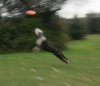 frisbee 2..jpg