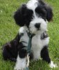 Tibetan-Terrier[1&.jpg