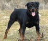 rottweiler..jpg