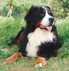 bernese3..jpg