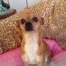 lila_chihuahua