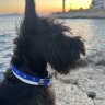 Kenzo_minischnauzer