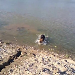 Roxy in river - YouTube