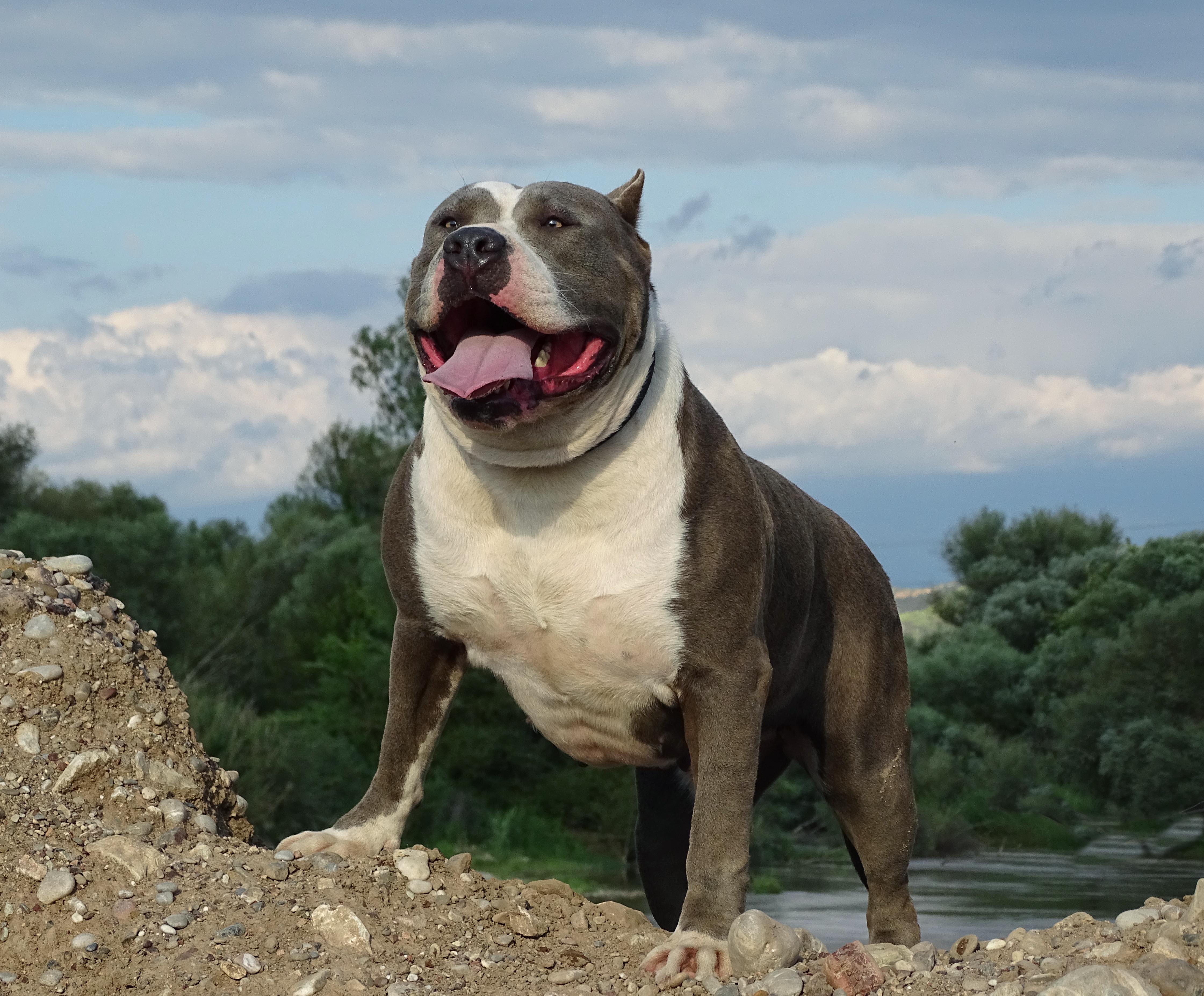 AMERICAN BULLY