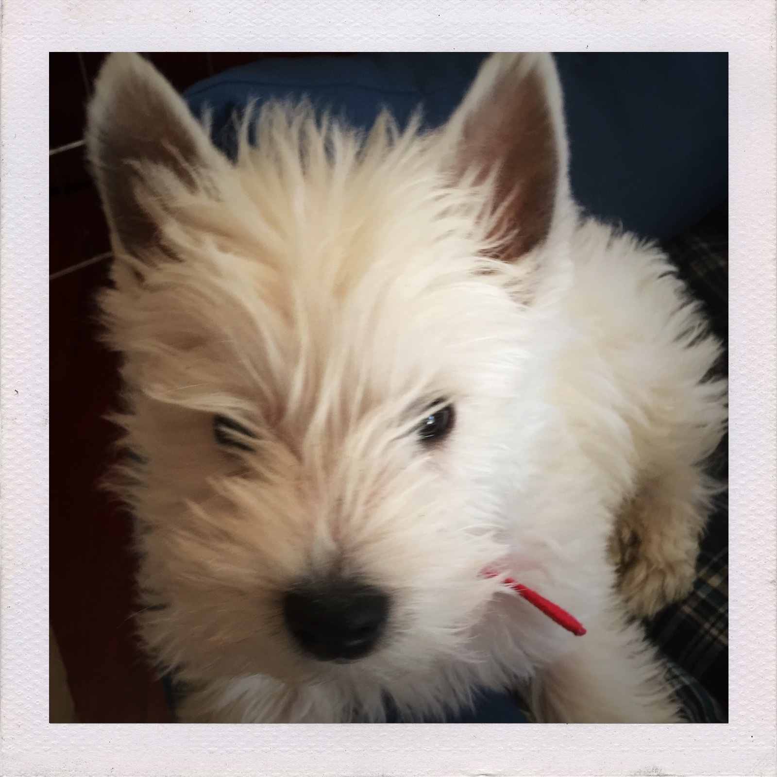 Ernesto Westie