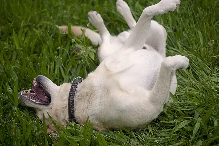 Rolling in the grass