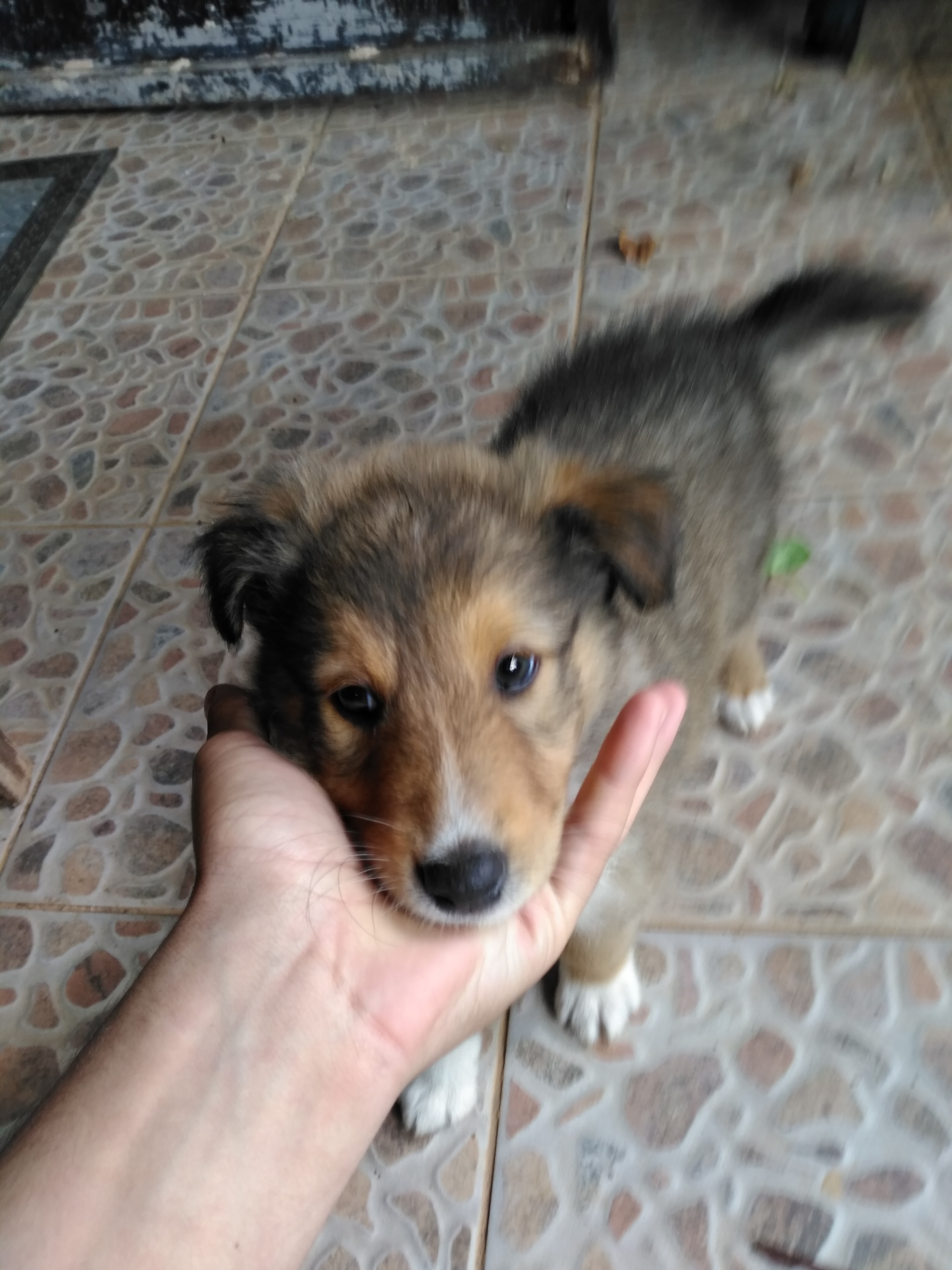 Rough collie  tricolore