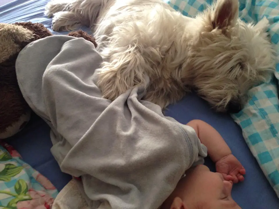 westie & baby