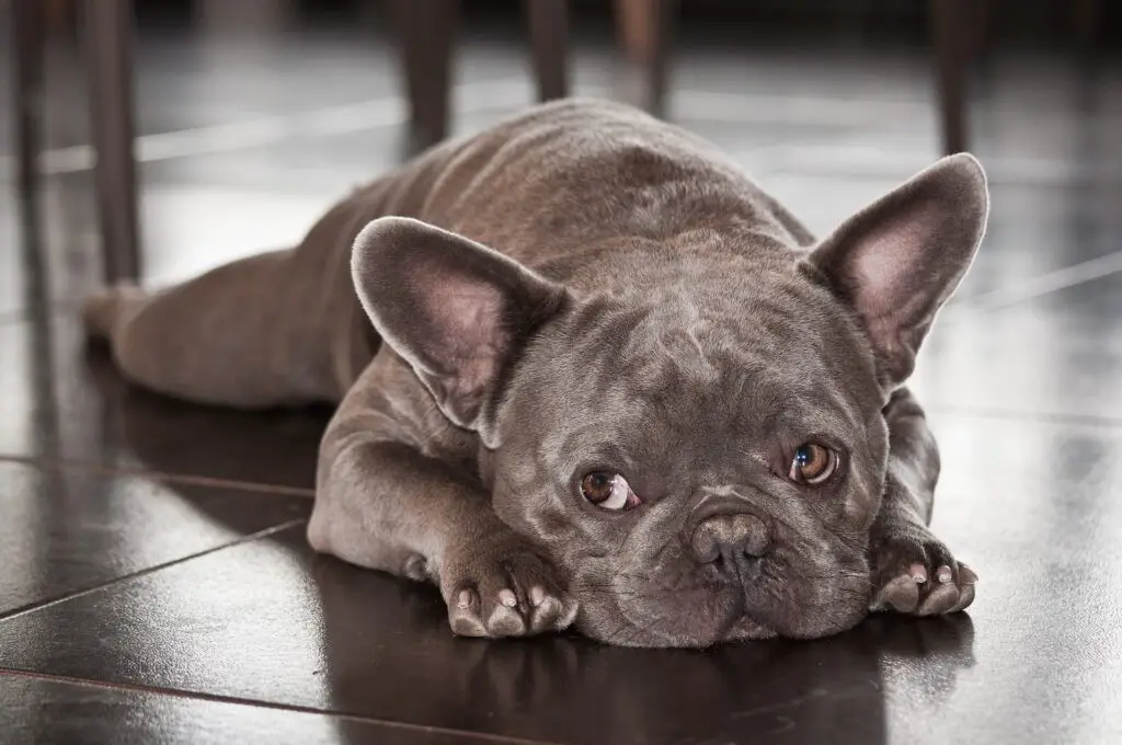 Τα Γαλλικά Μπουλντόγκ είναι από τα βραχυκέφαλα σκυλιά που θέλουν προσοχή